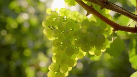 Closeup of white grapes on vine in bright sunlight