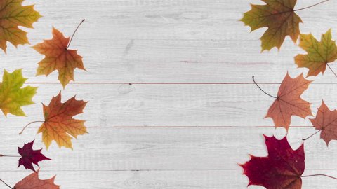 seamless stop motion animation with yellow, green, and red dry leaves on white wooden background. beautiful autumn composition as a frame with copy space