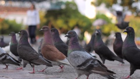 
pigeons in the square of a city in valledupar colombia