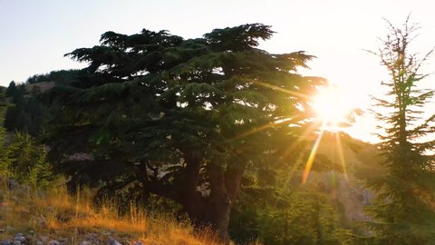4k footage for sunset at shouf cedars reserve in Lebanon