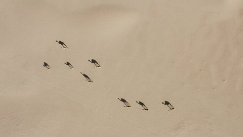 Aerial drone shot of a camel herd walking slowly in the hot dry Arabian desert