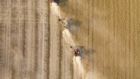 Combine harvesters mowing canola in convoy, aerial drone shot