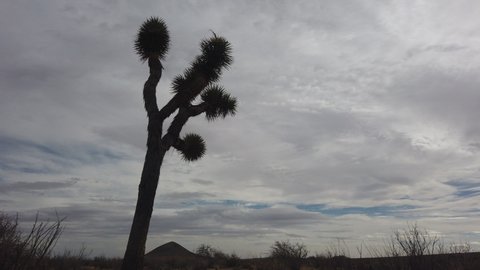 Thick Grey Clouds Drift Behind Silhouette Joshua Tree, Low Angle Time Lapse