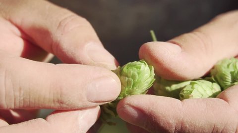 Brewers hands gently opening and exposing a bright green flower cone of hop (lupulus) ripe & ready to produce beer in Patagonia Argentina. Close up slowmotion