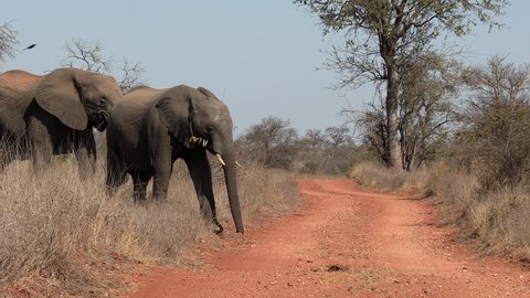Elephants crossing a dirt road in Africa, single file in a line with adults and a calf, then some elephants stop and wait on the other side of the road.