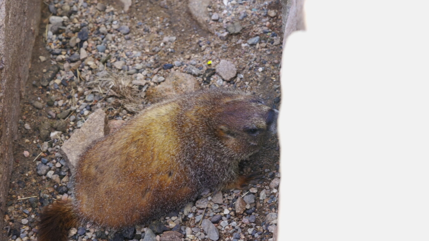 Rocky Mountain marmot licking rocks