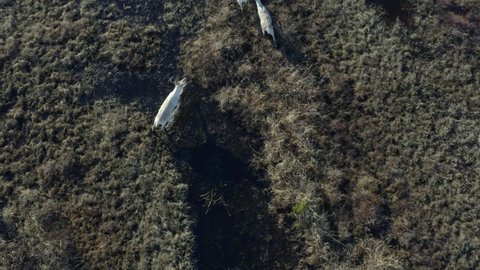 Aerial, top down, drone shot, following Caribou, Rangifer Tarandus, at a swamp, on a sunny day, in Kenai Peninsula, Alaska, USA