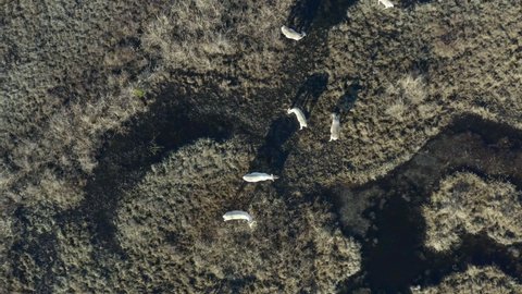 Aerial, top down, drone shot, above a herd of Caribou, Rangifer Tarandus, grazing at a swamp, on a sunny day, in Kenai Peninsula, Alaska, USA