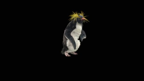 penguin Dancing CG fur 3d rendering animal realistic CGI VFX Animation Luma matte.