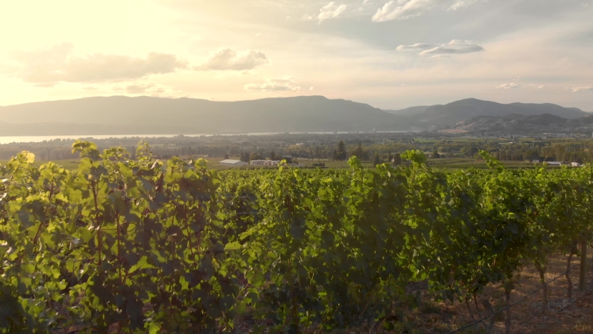 Cinematic aerial footage of vineyards and Kelowna near Lake Okanagan. 4K 24FPS. Royalty-Free Stock Footage #1059896192