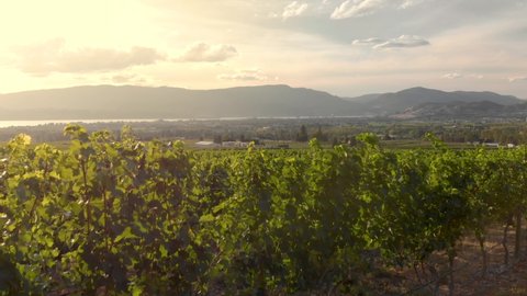 Cinematic aerial footage of vineyards and Kelowna near Lake Okanagan. 4K 24FPS.