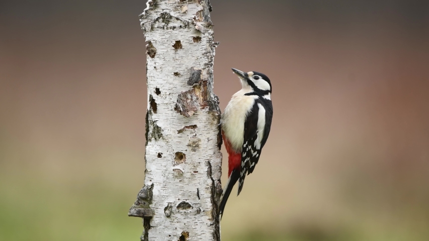Great Spotted Woodpecker (Dendrocopos major) Royalty-Free Stock Footage #1059896369