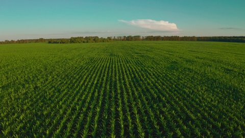Beautiful  summer landscape of a corn field.  Aerial Cinematic footage: Drone flying over a cornfield during sunset. Drone flies over green agriculture corn field. Top view to the green farm cornfield