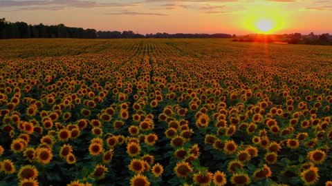Top view onto agriculture  field with blooming sunflowers and sunlight.  Summer landscape with big yellow farm field with sunflowers. Beautiful aerial view above to the sunflowers field while sunset. 