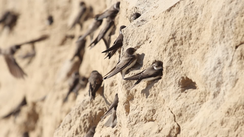 sand martins dig holes in the cave slope Royalty-Free Stock Footage #1059898850