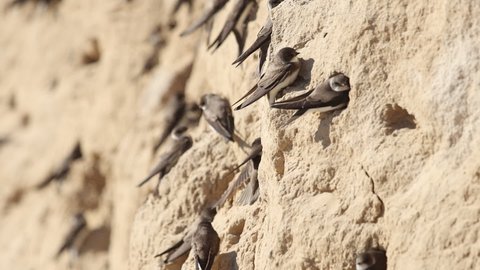 sand martins dig holes in the cave slope