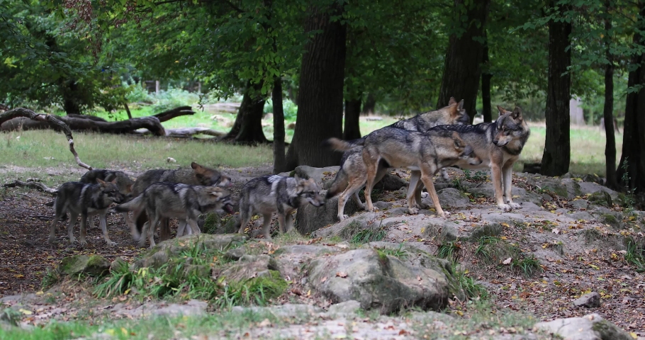 Interaction in a gray wolf family in the forest Royalty-Free Stock Footage #1059900626