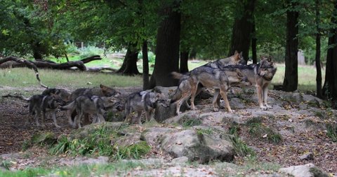 Interaction in a gray wolf family in the forest