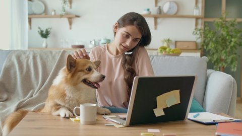 oday's generation Uses Remotely Work From Home. A Pretty Woman Working With A Laptop and Doing Business Conversation on the Phone Sitting on a Couch. Near Lying on the Couch a Cute Dog.