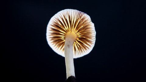 The Mexican magic mushroom is a psilocybe cubensis, whose main active elements are psilocybin and psilocin - variety Mexican Psilocybe Cubensis.