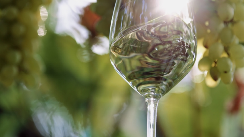 Glass of white wine over white grapes. Sun breaks through the branches of the vineyard and illuminates shaking glass of white wine. Waving white wine Royalty-Free Stock Footage #1059906182