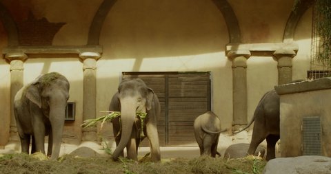 Many elephants stand in a beautiful interior by a small lake and eat green leaves. Hamburg Zoo Germany.