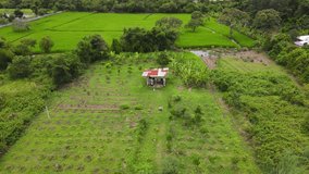 Aerial: drone clip flying high over a hut in the middle green fields in Thailand