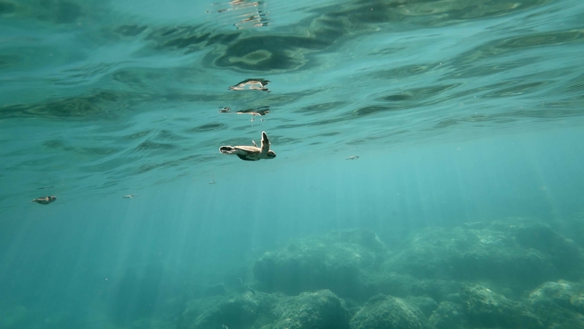 Lots Of Beautiful Sea Turtles Calmly Swimming In The Turqoise Blue Ocean. - slow motion - underwater shot