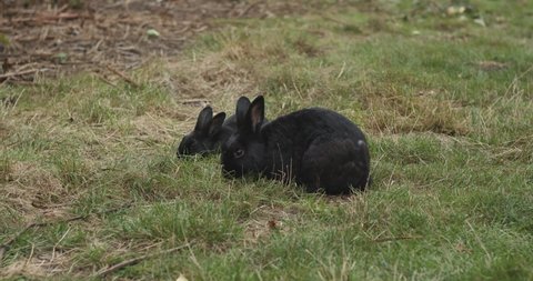 Black bunny mother and baby eating grass together.