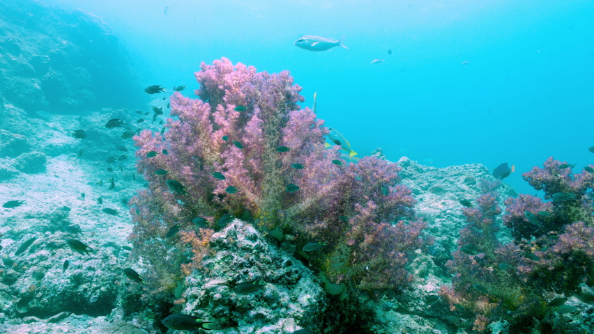 A captivating underwater shoot of the rich coral reef of the Arabian Gulf in Dubai UAE as the school of fish dwells freely on the ocean bed Gates underwater, 8K | Shutterstock HD Video #1059909701