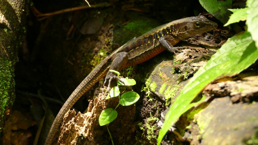 Green lizard sits on a tree and then runs away. Costa Rica Rain Forest