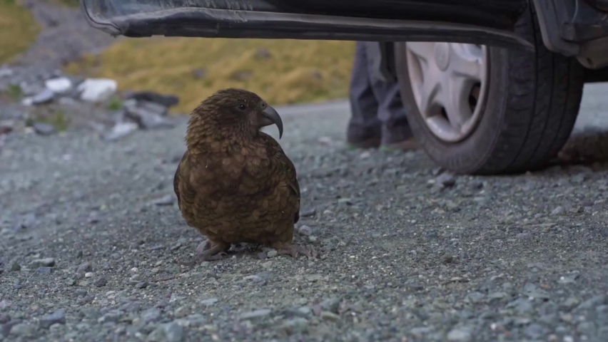 Kea new Zealand mountain Parrot sitting and walking around a car