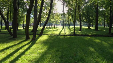 Park with green grass and trees at beautiful summer morning. Hard shadows from trees.