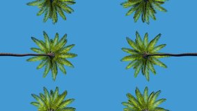 Palm Trees Passing by Under Sunny Blue Skies. Driving on a Street Lined with Palm Trees Looking Up. Like in Los Angeles Beverly Hills, California. 3d rendering. Loopable