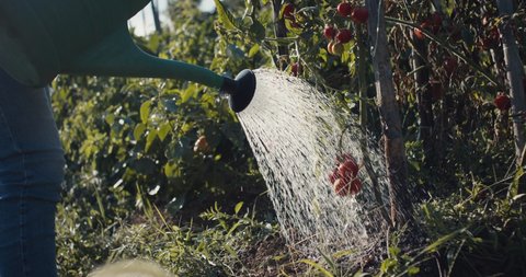Female gardener start spraying with watering can in ripe red tomato organic vegetable garden in beautiful evening light in green nature close up slow motion