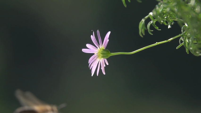 Bee Hits Little Pink Flower, Nature at Slow-motion. Royalty-Free Stock Footage #1059924479