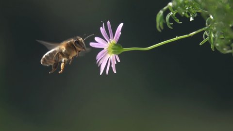 Bee Hits Little Pink Flower, Nature at Slow-motion.