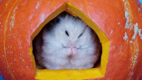 little cute hamster is washed in a pumpkin house. Halloween concept