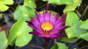 Purple water lily video clips 