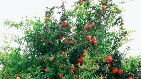 pomegranate seeds and fruits,pomegranates growing on a tree in a garden in Greece, footage of organic farm products, healthy food,vegetarian food,selective focus,

