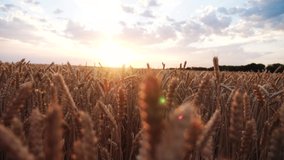 ears of wheat on the field a during sunset. wheat agriculture harvesting agribusiness concept. walk in large wheat field. large harvest of wheat in summer on the field landscape lifestyle - Powered by Shutterstock - Get 15% off with code: PIKWIZARD15