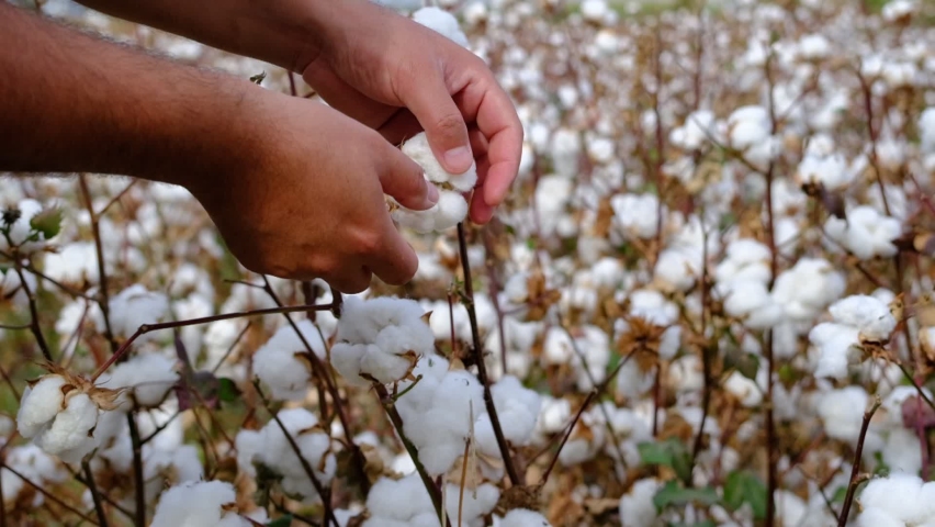 How Long Is A Cotton Picking Minute