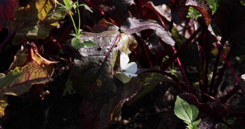 Cabbage white butterflies mate in the garden. Mating games and sexual intercourse of insects. The concept of summer love time in the insect world.