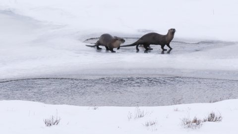 winter shot of two river otters diving into a pond at yellowstone national park in montana, usa