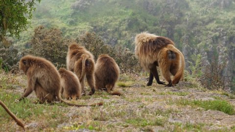 Steady shot of a group of gelada baboons roaming around the highlands of the Semien mountains.