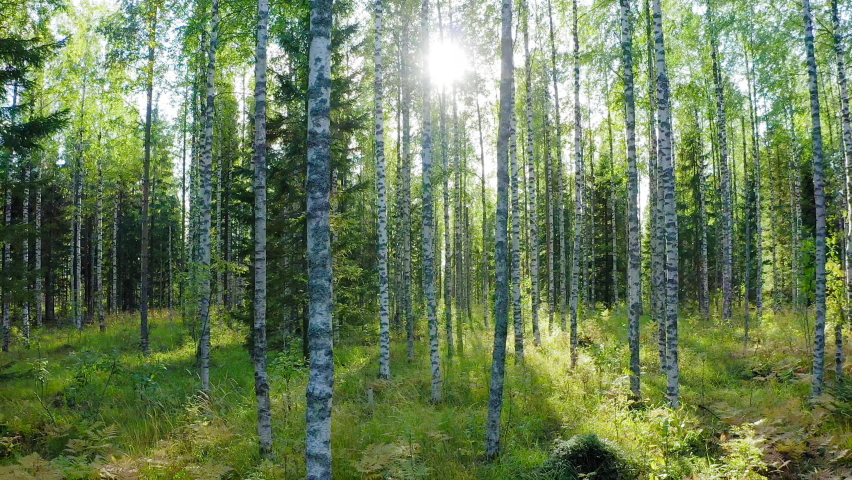 Drone pull back slow motion shot of beautiful birch trees by sunrise. Royalty-Free Stock Footage #1059947378