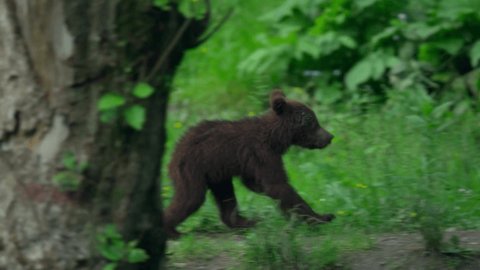 Bear cubs play in the forest near its den. Brown bear, or ordinary bear (Lat. Ursus arctos) is a predatory mammal of the bear family; one of the largest land predators.