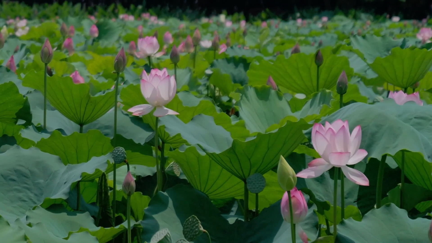 Lotus or lily, Nelumbo nucifera, also known as Indian lotus, sacred lotus, bean of India, Egyptian bean Royalty-Free Stock Footage #1059953372
