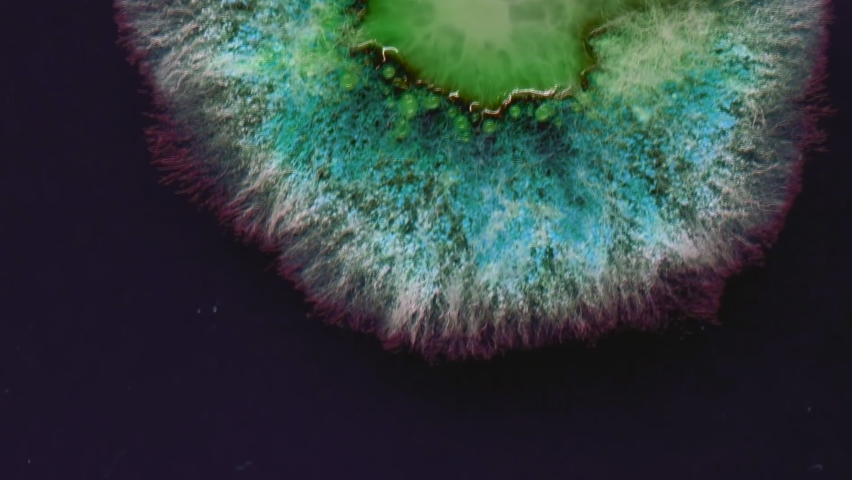Mold background. Macro shot of mold. Mold spores in agar-agar. A mold or mould is a fungus that grows in the form of multicellular filaments. Aspergillus. Accelerated macro photography. Royalty-Free Stock Footage #1059953411