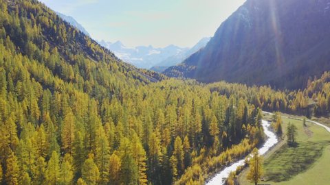 Larch in Pontresina valley in autumn, sunlight on the forest in Switzerland